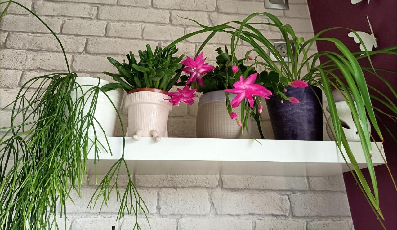 Les Bichettes Bed and Breakfast Mortagne-sur-Sevre Buitenkant foto